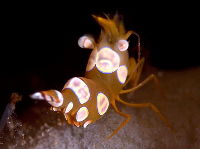 sexy shrimp
