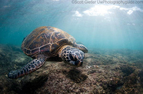 turtle on a kona shore dive