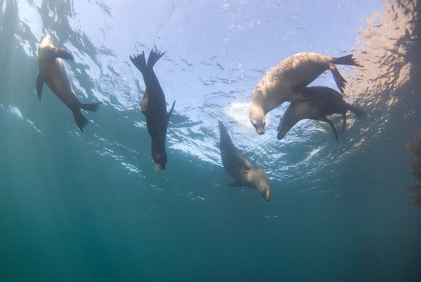 Sea lions, southern california