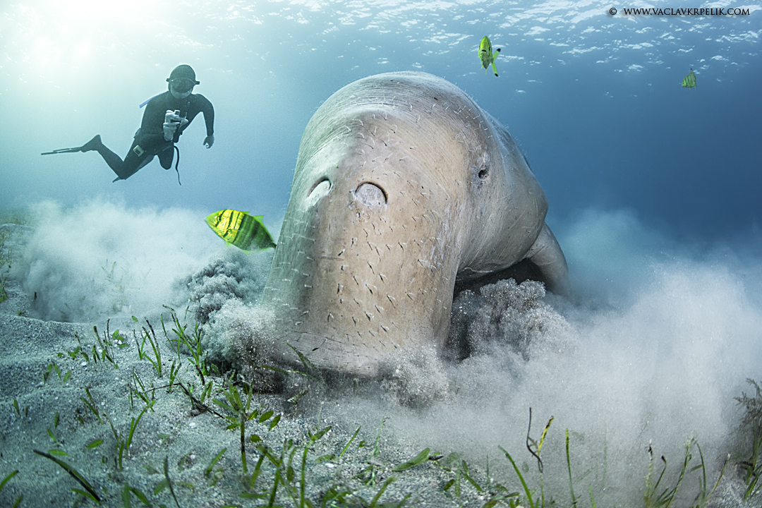 Photographing Cenotes with the Marelux Z9 Housing and Marelux Apollo III Strobes 2