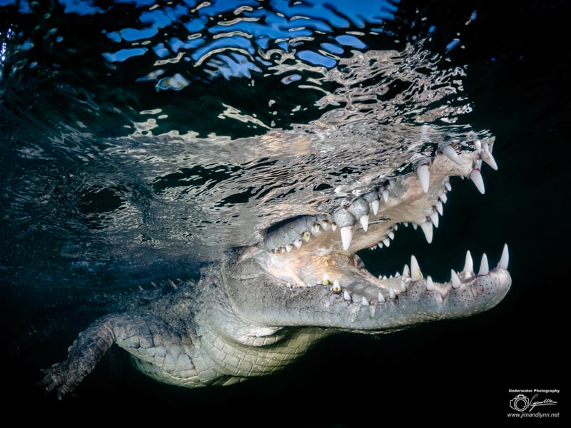 Crocodile photo by Lynn Wu. OM-D E-M1 MK II, Oly 8mm F1.8 fisheye. F13, 1/200, ISO 500.