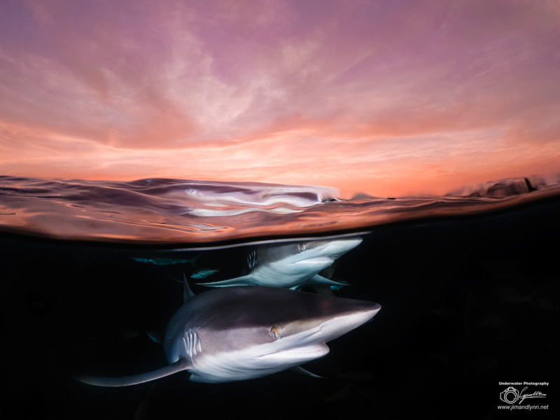Shark Photo by Lynn Wu. OM-D E-M1 Mark II, Oly 8mm F1.8 fisheye. F10, 1/200, ISO 640.