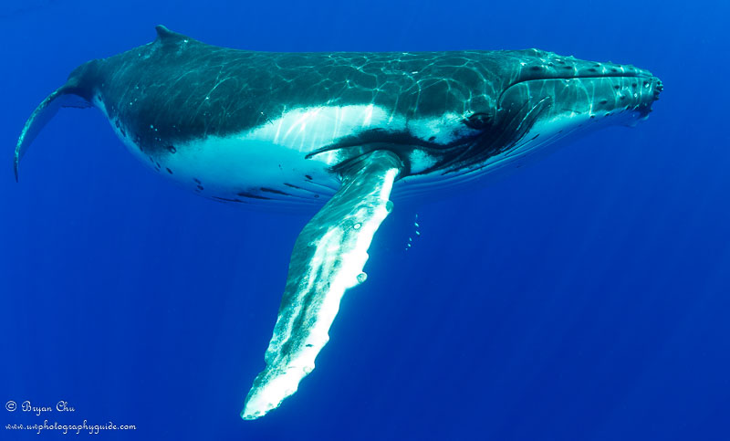 Humpback whale in Moorea