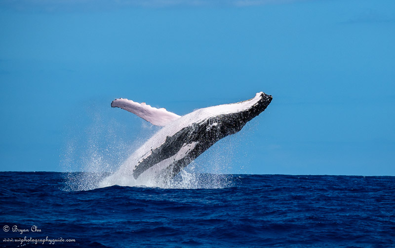 Humpback whale in Moorea