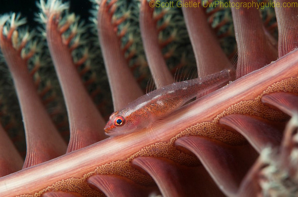 2112-goby-seapen-M