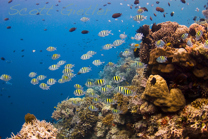 Siladen coral reef photo