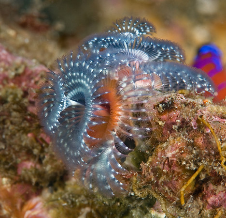christmas tree worm, catalina island