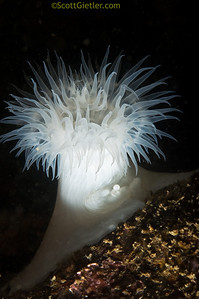 One strobe from the side helped me light this anemone the way that I had wanted to. macro underwater photography, lighting example