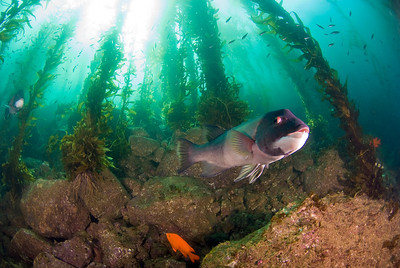 sheephead and giant kelp at catalina