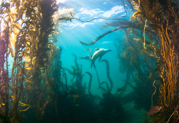 sea lion in the kelp