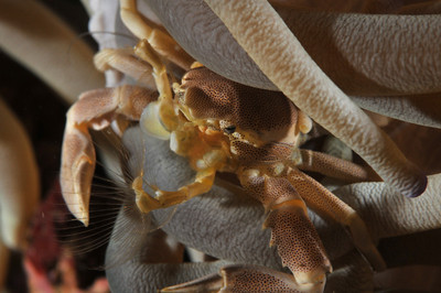 porcelain crab