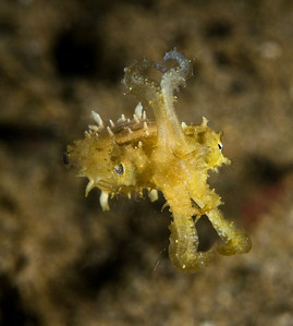 pygmy squid