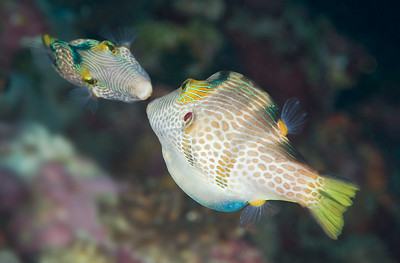 fish behavior photo