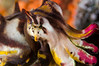 flamboyant cuttlefish