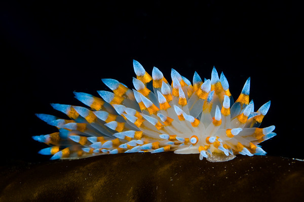 janolus nudibranch, catalina island