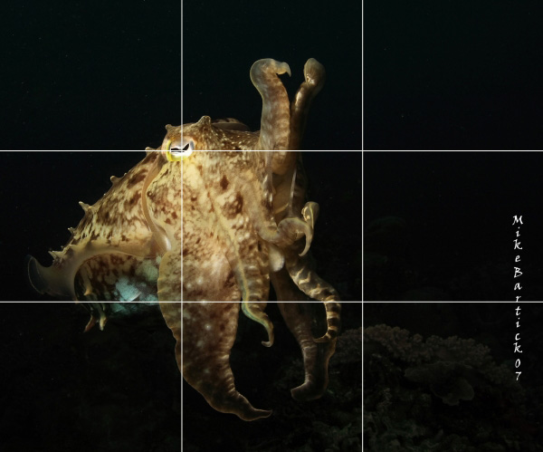 rule of thirds composition