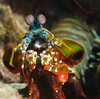 peacock mantis shrimp
