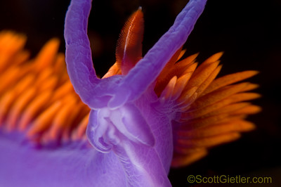 spanish shawl with nice colors
