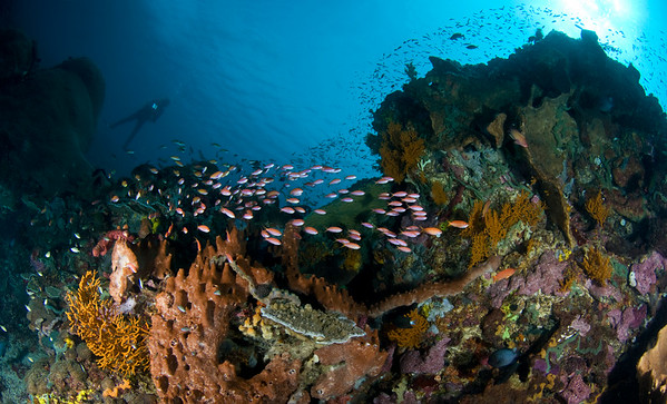 Reef at Nusa Peneda, Bali
