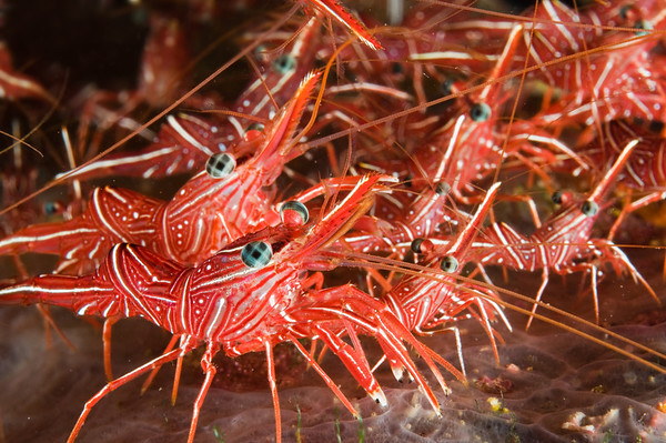 army shrimp, seraya, bali