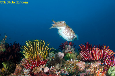 My tokina fisheye lens let me get very close to the featherstars, allowing my strobes to give them a nice color. F13, 1/160th, ISO 200 cuttlefish photo with great colors