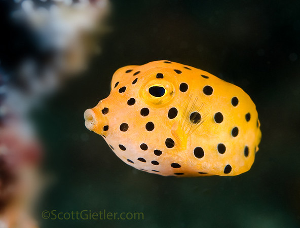 yellow boxfish, jepun artificial reef, bali
