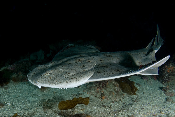 angel shark underwater photo taken with fisheye lens