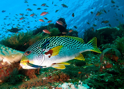 Sweetlips getting cleaned by wrasse, liberty wreck