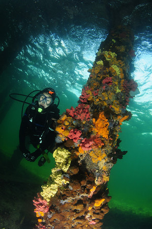 tunicates on a pier piling at the edithburgh jetty, adelaide