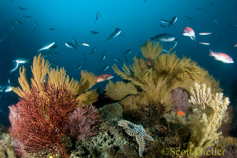 image sharpess, wide angle underwater photo