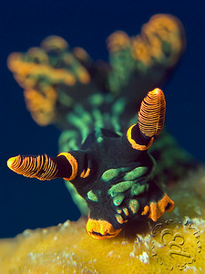 canon g9 underwater photo