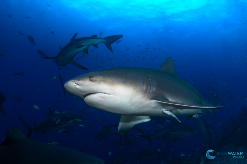 Bull shark photographed with the Sony A7C II in an Ikelite housing with dual Ikelite DS230 strobes and the Canon 8-15mm fisheye lens. f/14, 1/125, ISO 200 Bull shark photographed with the Sony A7C II in an Ikelite housing with dual Ikelite DS230 strobes and the Canon 8-15mm fisheye lens. f/14, 1/125, ISO 200