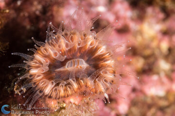 Sony FE 90mm Macro @ F8, 1/250th, ISO100