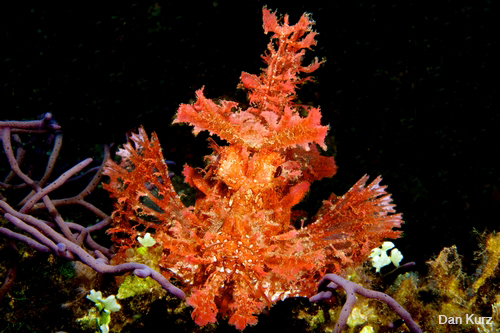 Nikon D7100 underwater photos