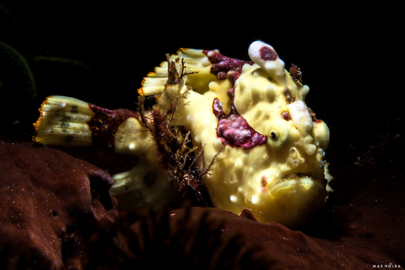 Alor's muck and reefs are full of frogfish! Alor's muck and reefs are full of frogfish!