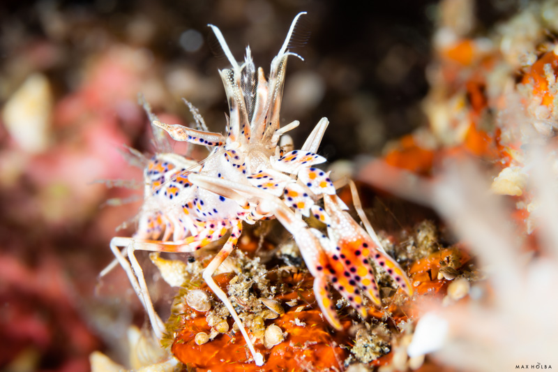 Spiny tiger shrimp in the muck Spiny tiger shrimp in the muck