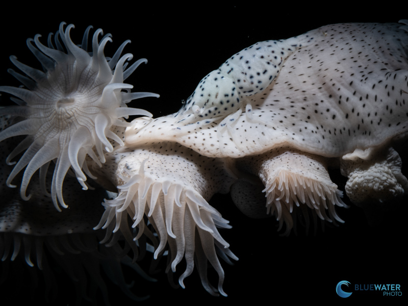 A leopard anemone and leopard anemone shrimp photographed with the Nikon Z8 and Nikon 105mm macro lens A leopard anemone and leopard anemone shrimp photographed with the Nikon Z8 and Nikon 105mm macro lens