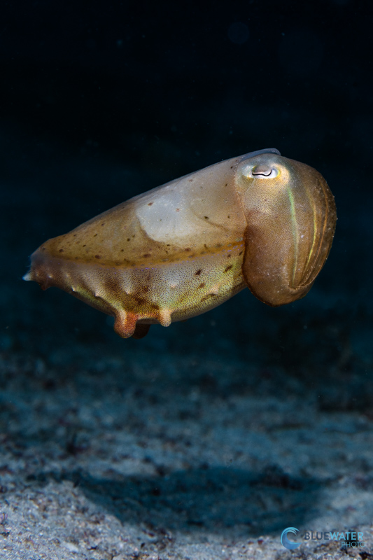 A curious cuttlefish floats above the sand in Anda A curious cuttlefish floats above the sand in Anda