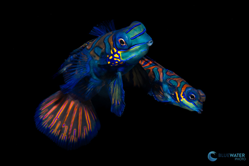 Mandarin fish mating at the Magic Oceans house reef Mandarin fish mating at the Magic Oceans house reef