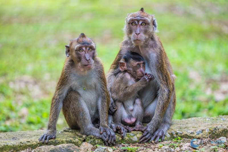 Macaques in the jungles of Bohol Macaques in the jungles of Bohol