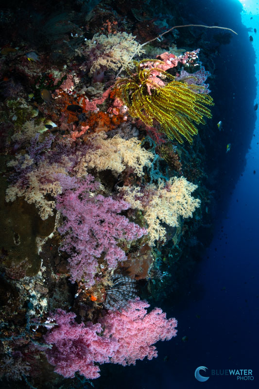 Crinoids, or feather stars, often look like soft corals but they are echinoderms. The soft corals of Anda range in color from deep red to yellow to purple Crinoids, or feather stars, often look like soft corals but they are echinoderms. The soft corals of Anda range in color from deep red to yellow to purple