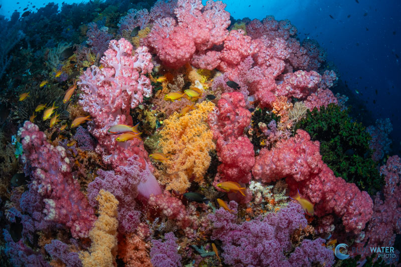 The colorful reefs of Anda The colorful reefs of Anda
