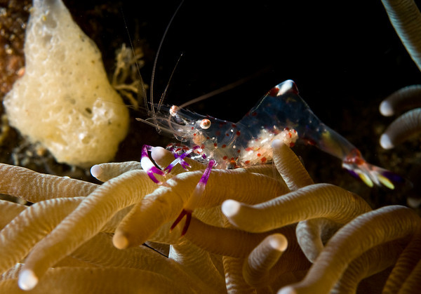 Anemone shrimp