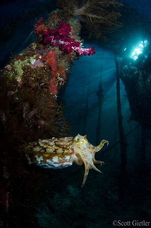 raja ampat indo-siren misool