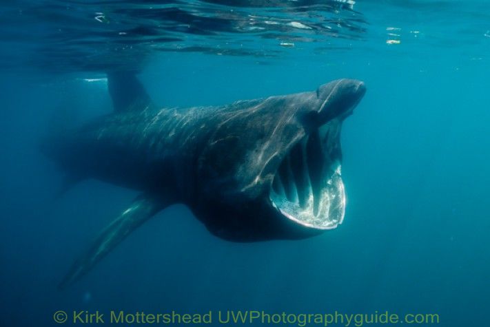 basking_shark1