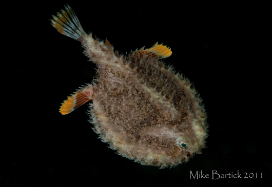 BCC-batfish-2