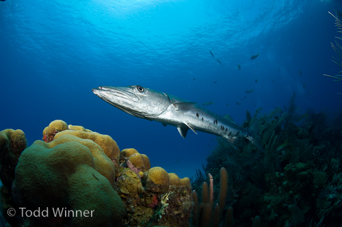 diving in belize