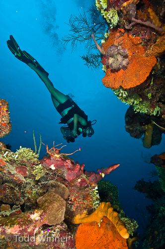 belize coral reef