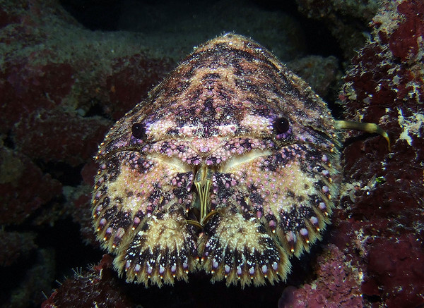 diving belize