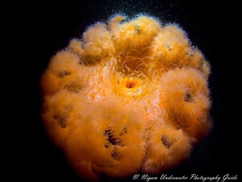 3ft metridium anemone taken with a single Bluewater 1000 Focus Light (no strobes!) Olympus E-PM1, 8mm Panasonic fisheye. ISO 200, 1/160, f/9 3ft metridium anemone taken with a single Bluewater 1000 Focus Light (no strobes!) Olympus E-PM1, 8mm Panasonic fisheye. ISO 200, 1/160, f/9